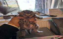 Bengal cats for sale: Bengal X  - Image 6