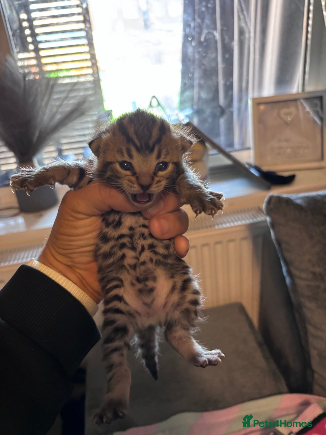 Bengal cats for sale: Bengal X  - Image 6