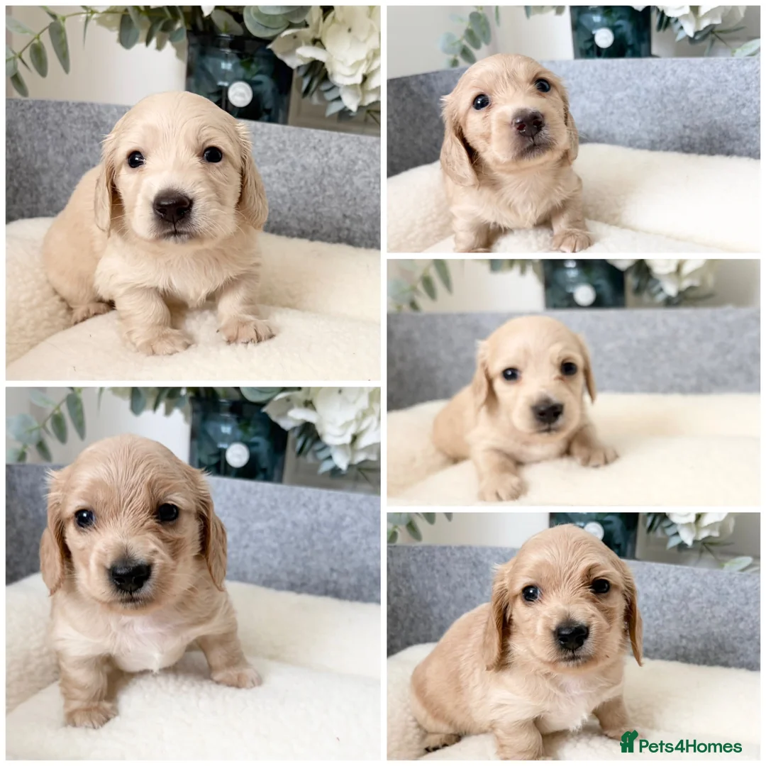Miniature Dachshund dogs for sale: KC Reg, Health Tested Mini Longhaired Puppies  - Advert 1