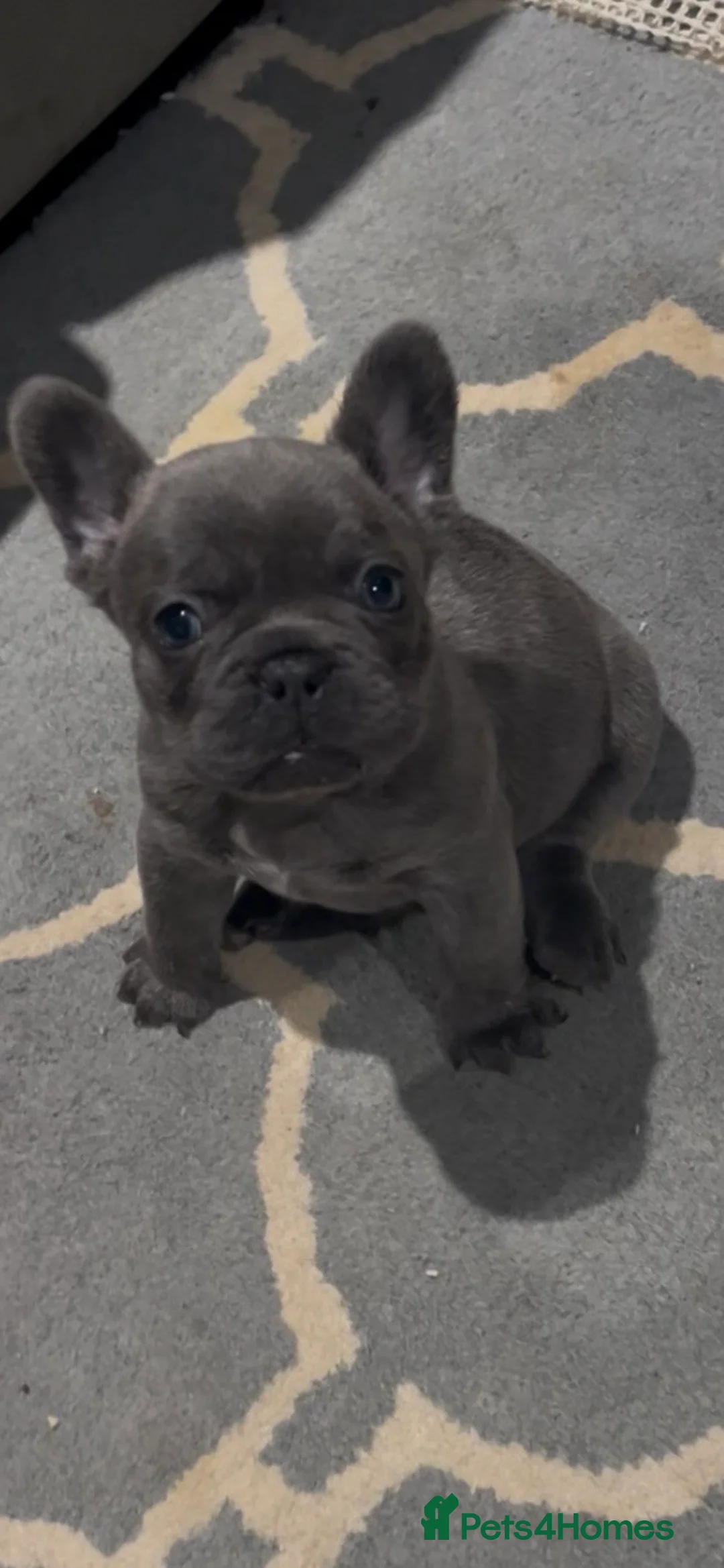 French Bulldog dogs for sale: Gorgeous KC Reg Blue and Lilac Frenchies Babies - Advert 16