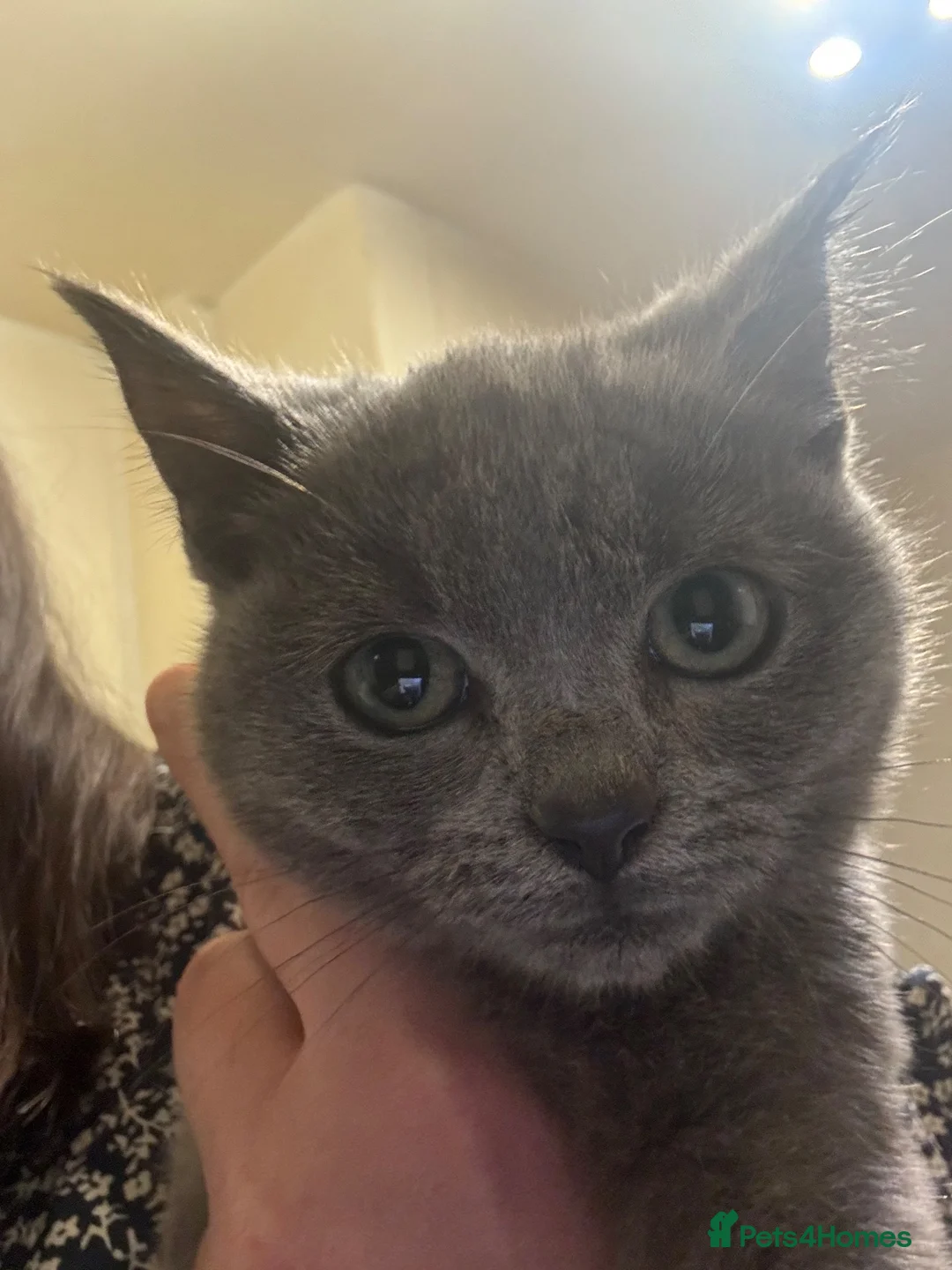 British Shorthair cats for sale: Last little girl available  - Advert 2