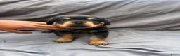 Rottweiler dogs for sale: Rottweiler pups - Advert 15