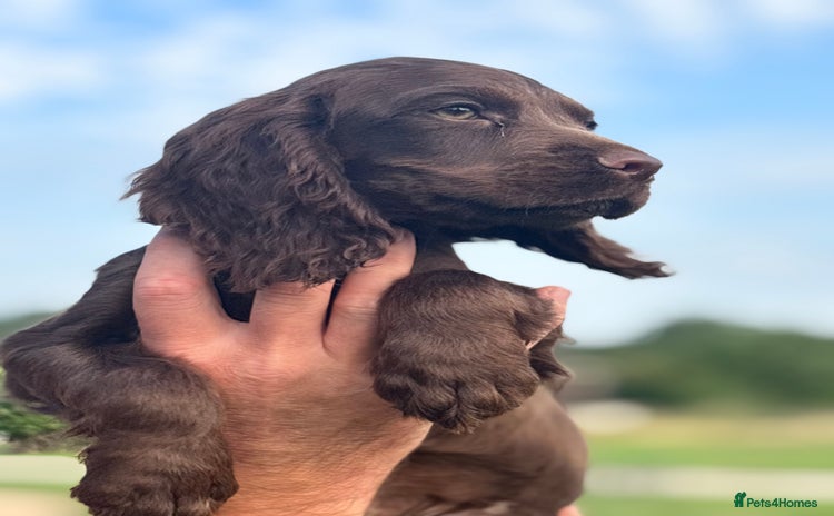 Cocker Spaniel dogs - Advert 2