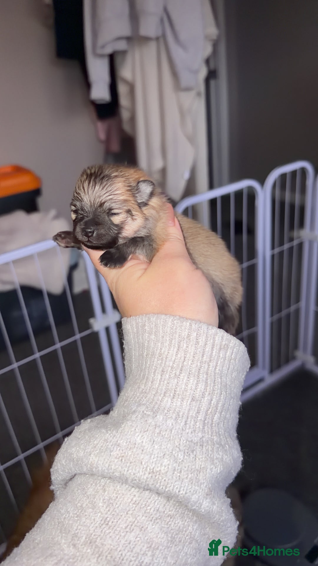 Pomeranian dogs for sale: Kc Pomeranians  - Advert 3