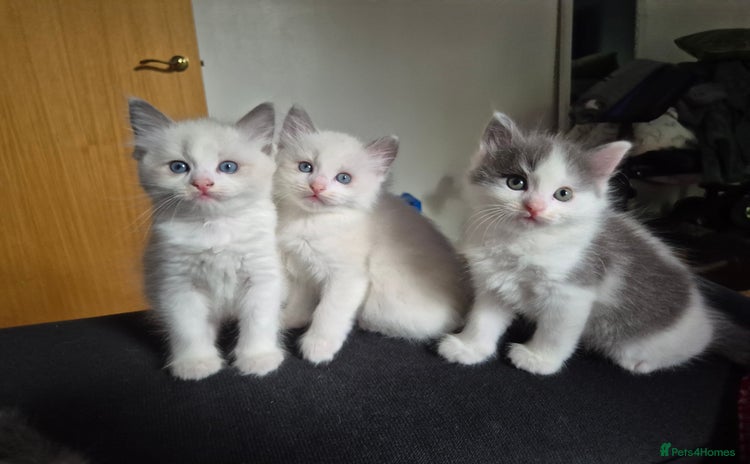 Mixed Breed cats - Advert 2
