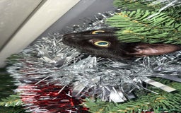 Mixed Breed cats for sale: Black 7 month old kitten female luna  - Image 2