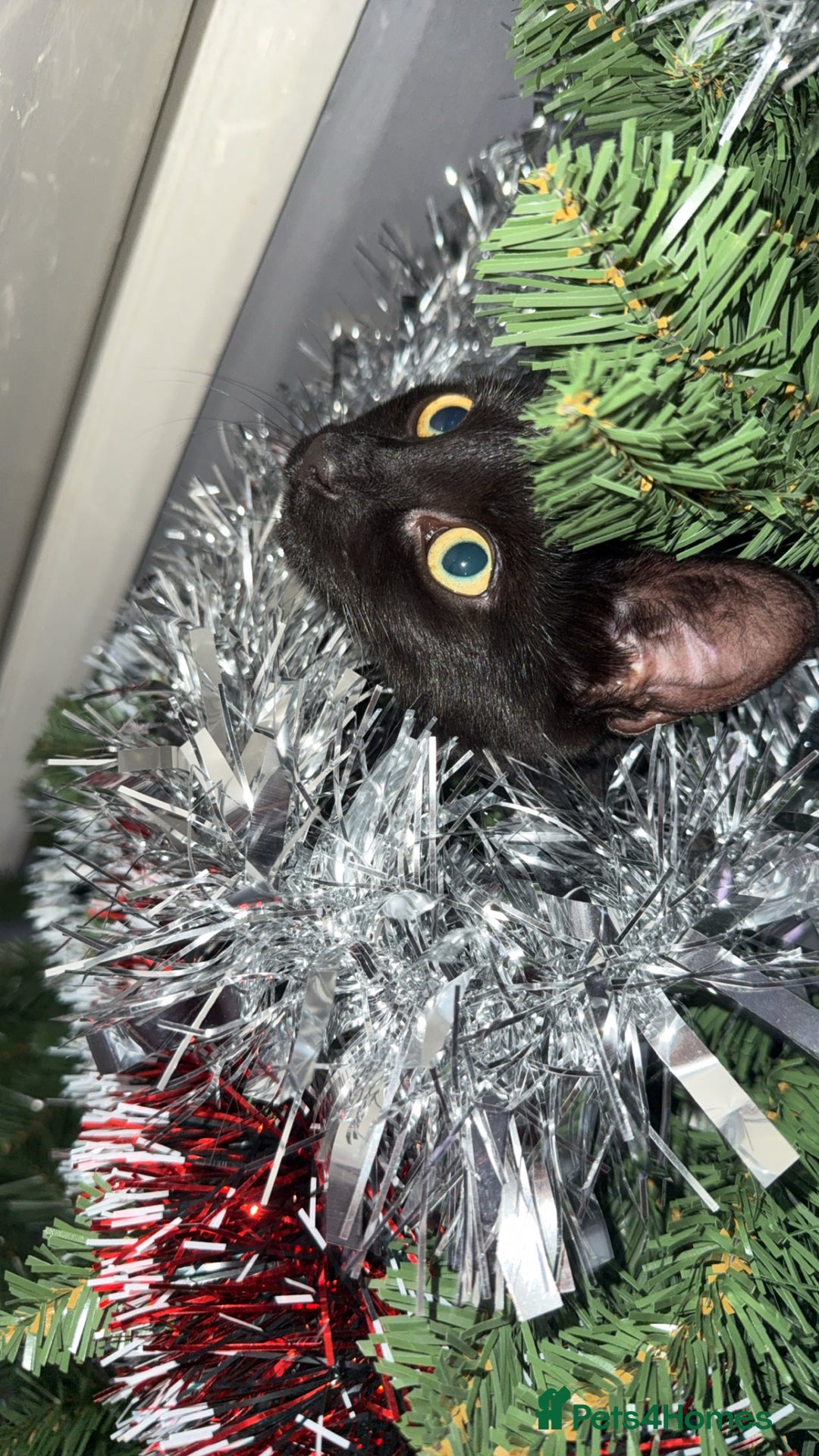 Mixed Breed cats for sale: Black 7 month old kitten female luna  - Image 2