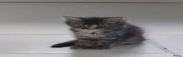 Mixed Breed cats for sale: Litter of 6 kittens ready to go to new homes! in Colchester - Advert 26