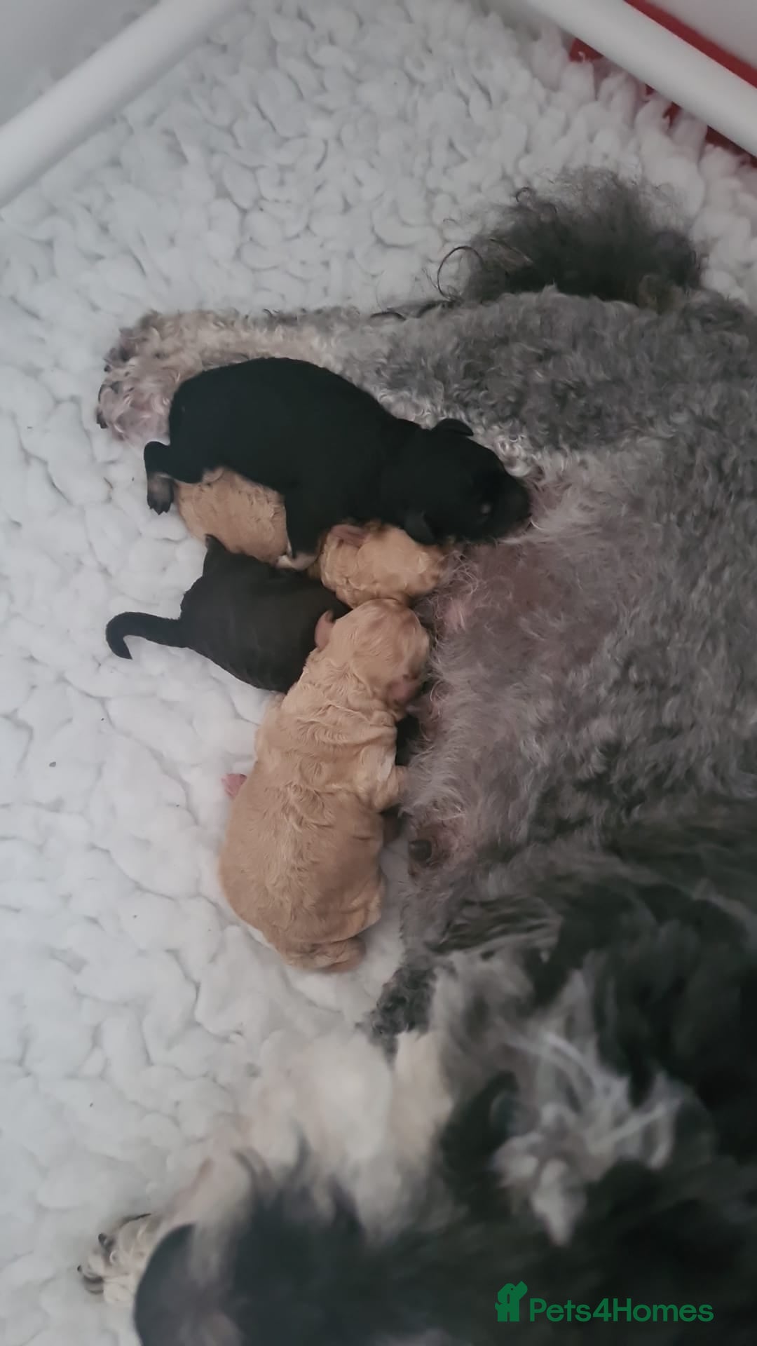 Poochon dogs Wow beautiful poochons - Advert 2