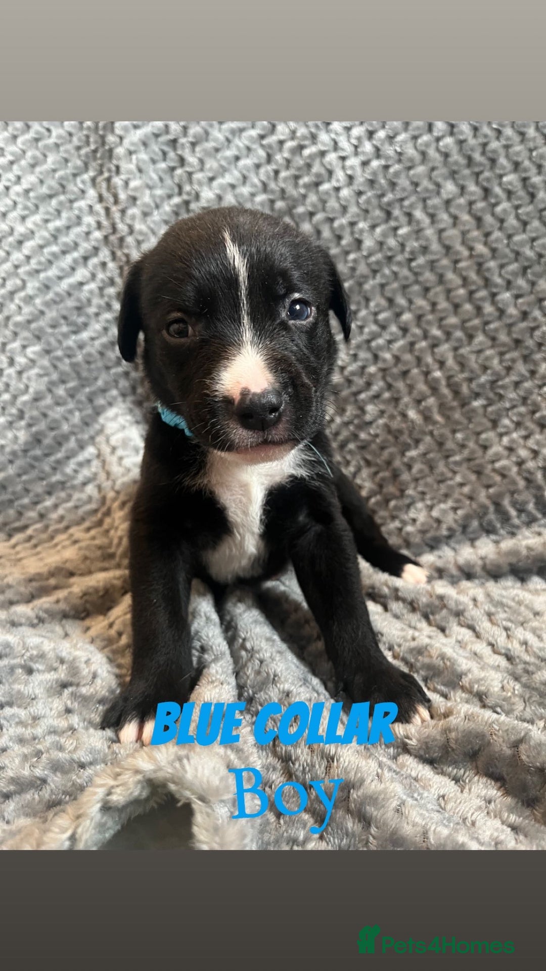 Mixed Breed dogs for sale: 11 Lurcher x Staffy pups for Sale! - Advert 34
