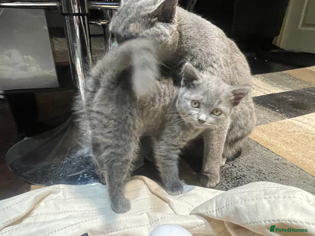 British Shorthair cats for sale: British Shorthair Kittens Ready for Loving Homes - Advert 5