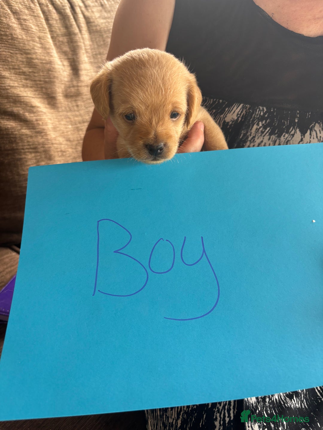 Mixed Breed dogs for sale: Norfolk terrier cross by toy poodle - Image 19