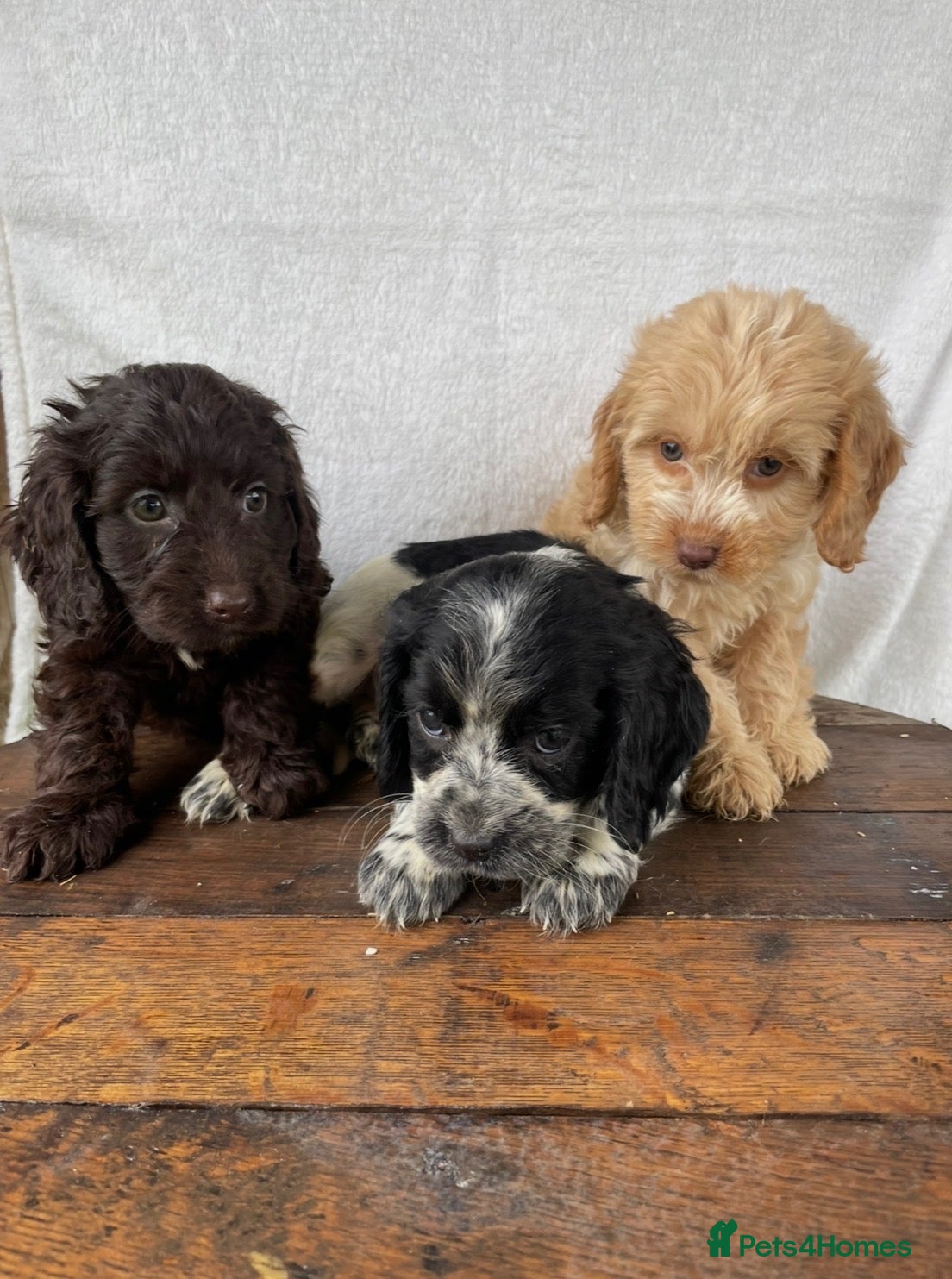 Cockapoo dogs Beautiful cockapoos⭐️ - Advert 2