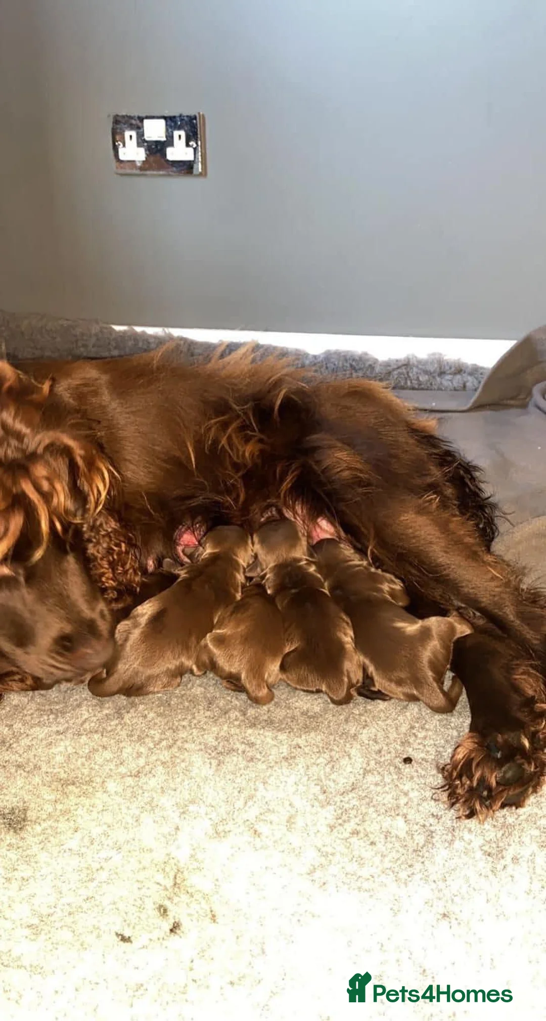Cocker Spaniel dogs for stud: At stud fully health tested  in Preston - Advert 4