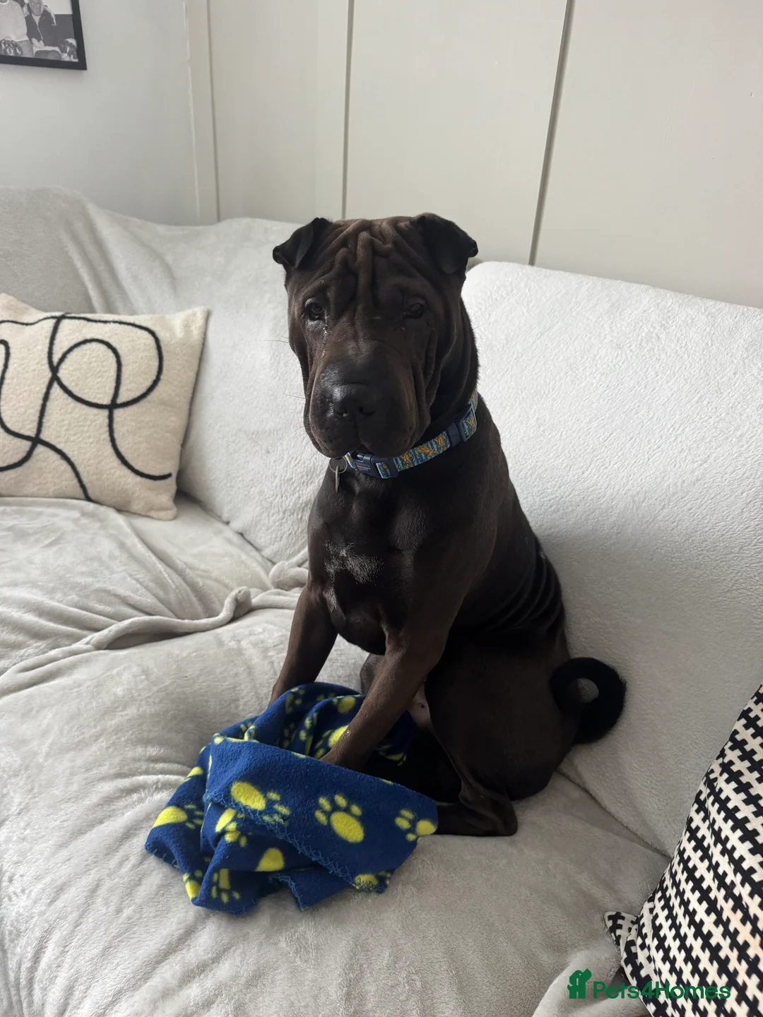 Shar Pei dogs for sale: Male shar pei  - Advert 5