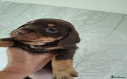 Jack Russell dogs for sale: Chocolate and Tan and Black and Tan Jacks - Image 12