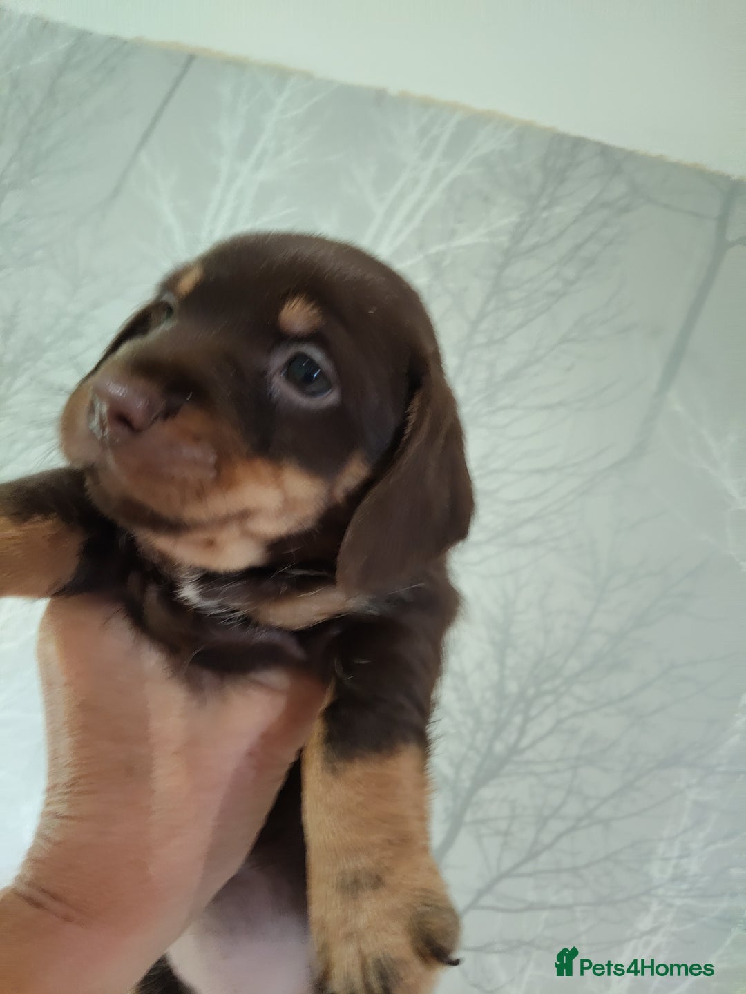 Jack Russell dogs for sale: Chocolate and Tan and Black and Tan Jacks - Image 12