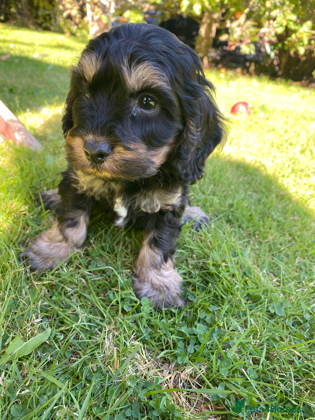 Cockapoo dogs for sale: F1 Cockapoo little girl,ready now. - Image 4