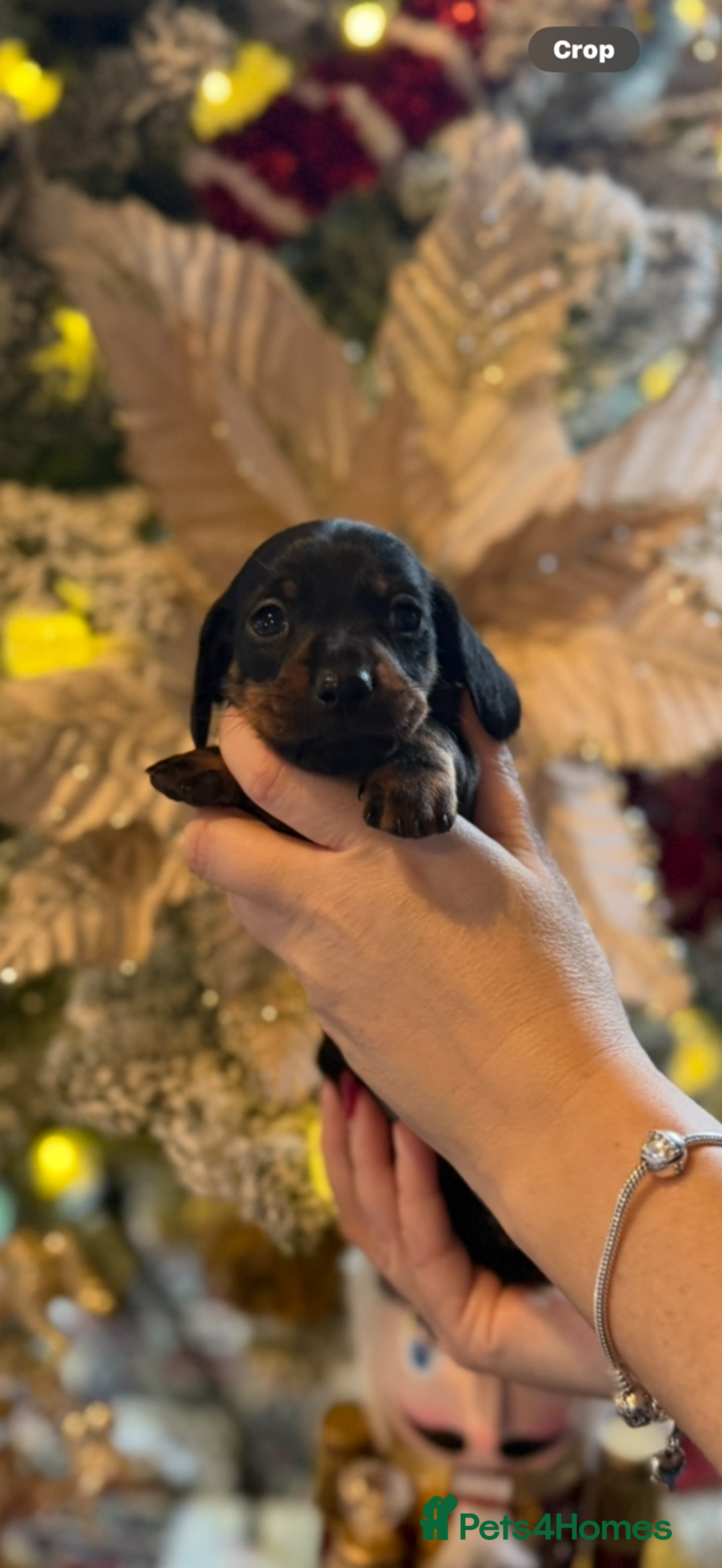 Miniature Dachshund dogs for sale: Miniature Dachshund Puppies - Advert 3
