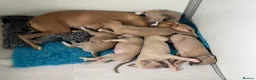 Whippet dogs for sale: KC Registered Top Quality Whippet Puppies in Beverley - Advert 3