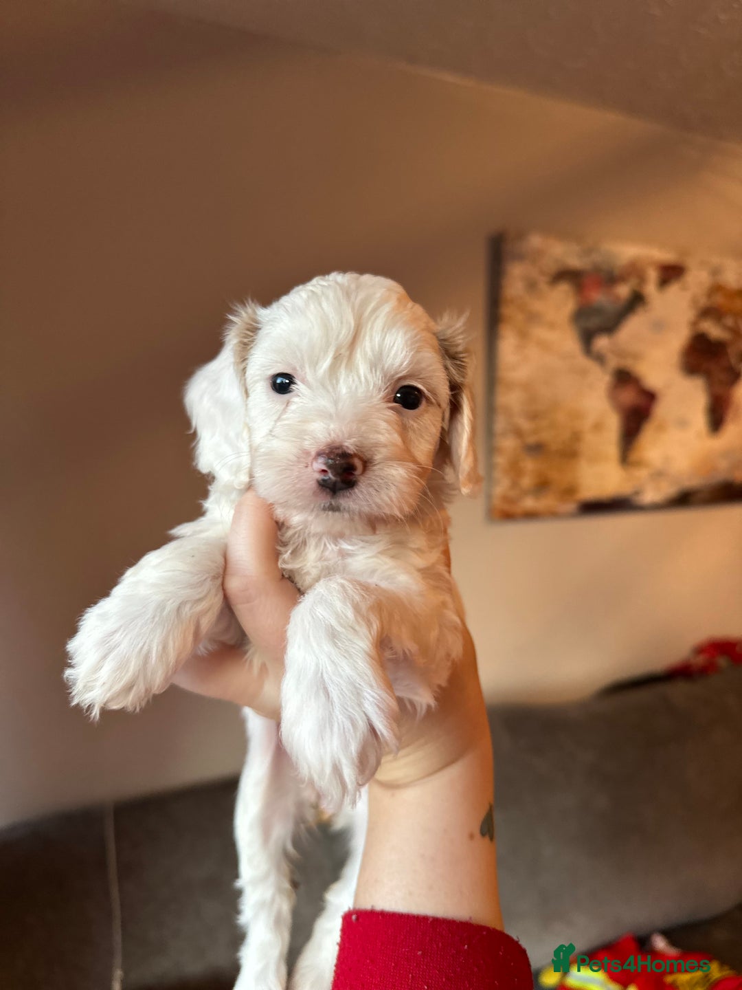 Cockapoo dogs for sale: F1 cockapoos - Advert 8