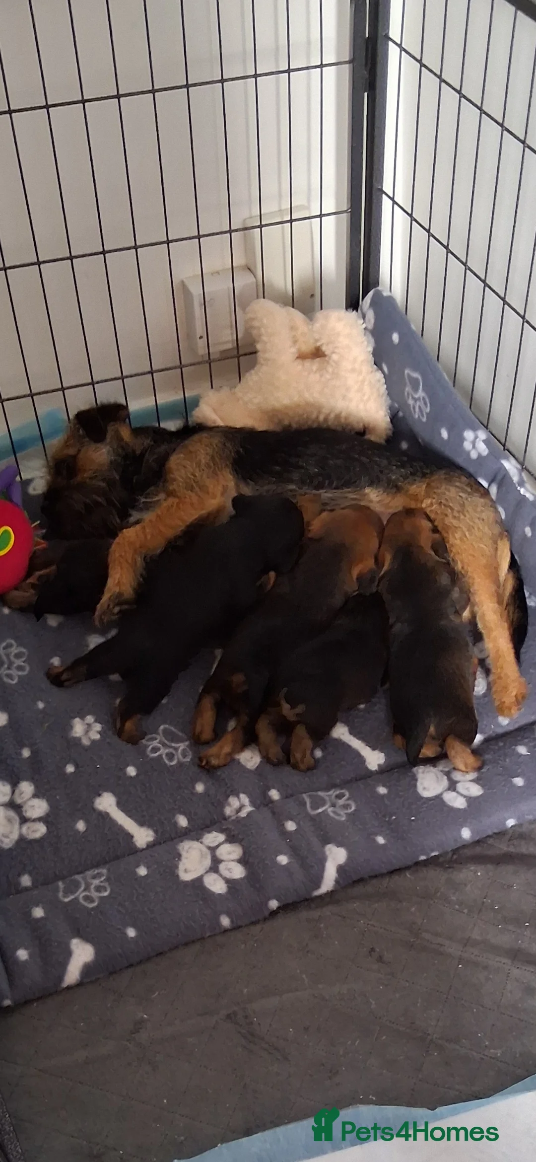 Border Terrier dogs for sale: Border terrier pups - Advert 5