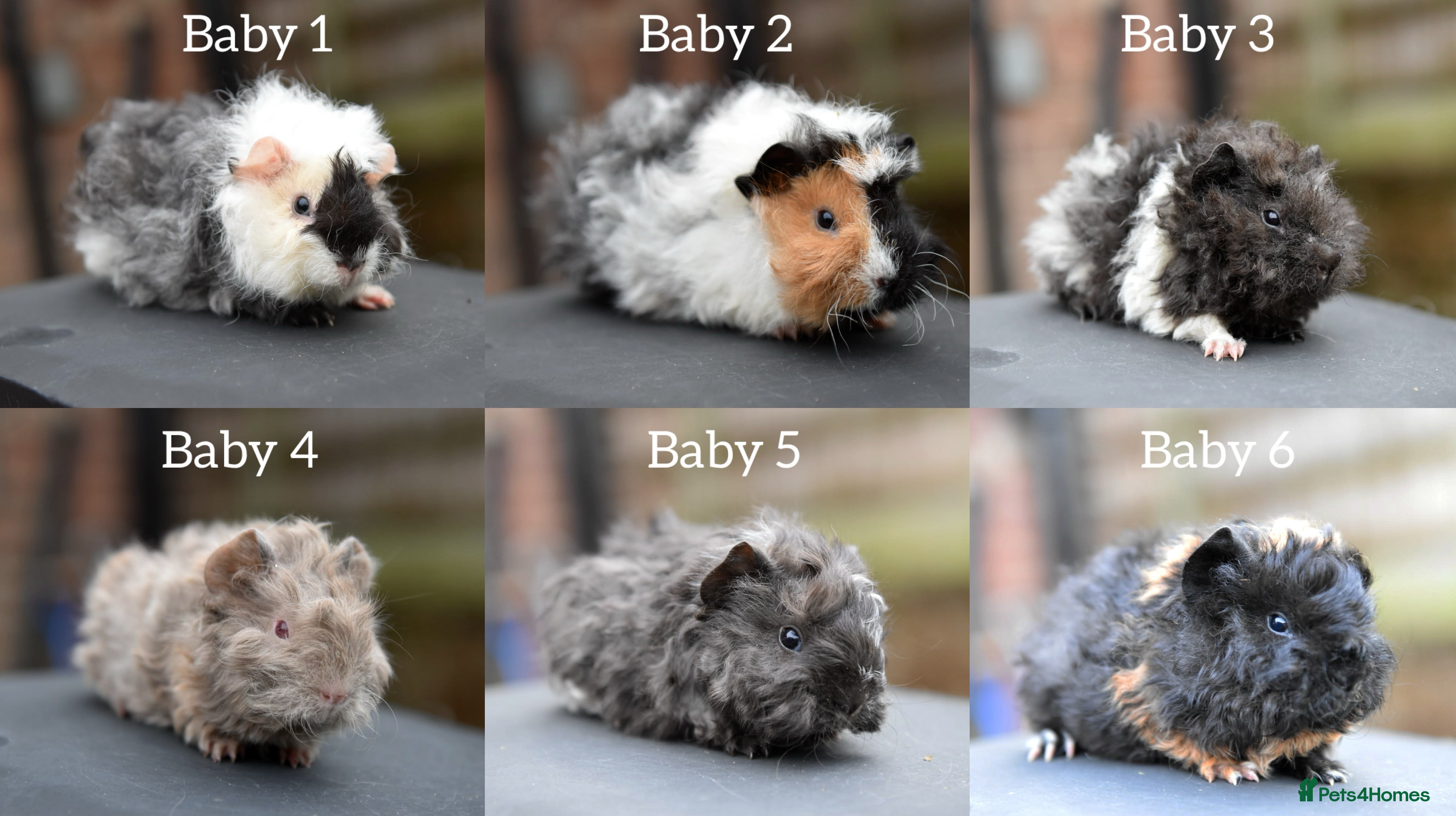 Guinea Pig rodents Baby Guinea Pigs Looking For New Home (All Males) - Advert 18