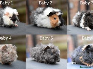 Guinea Pig rodents Baby Guinea Pigs Looking For New Home (All Males) - Advert 18