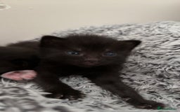 Russian Blue cats for sale: Kittens - Image 1