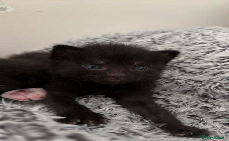 Russian Blue cats - Advert 1