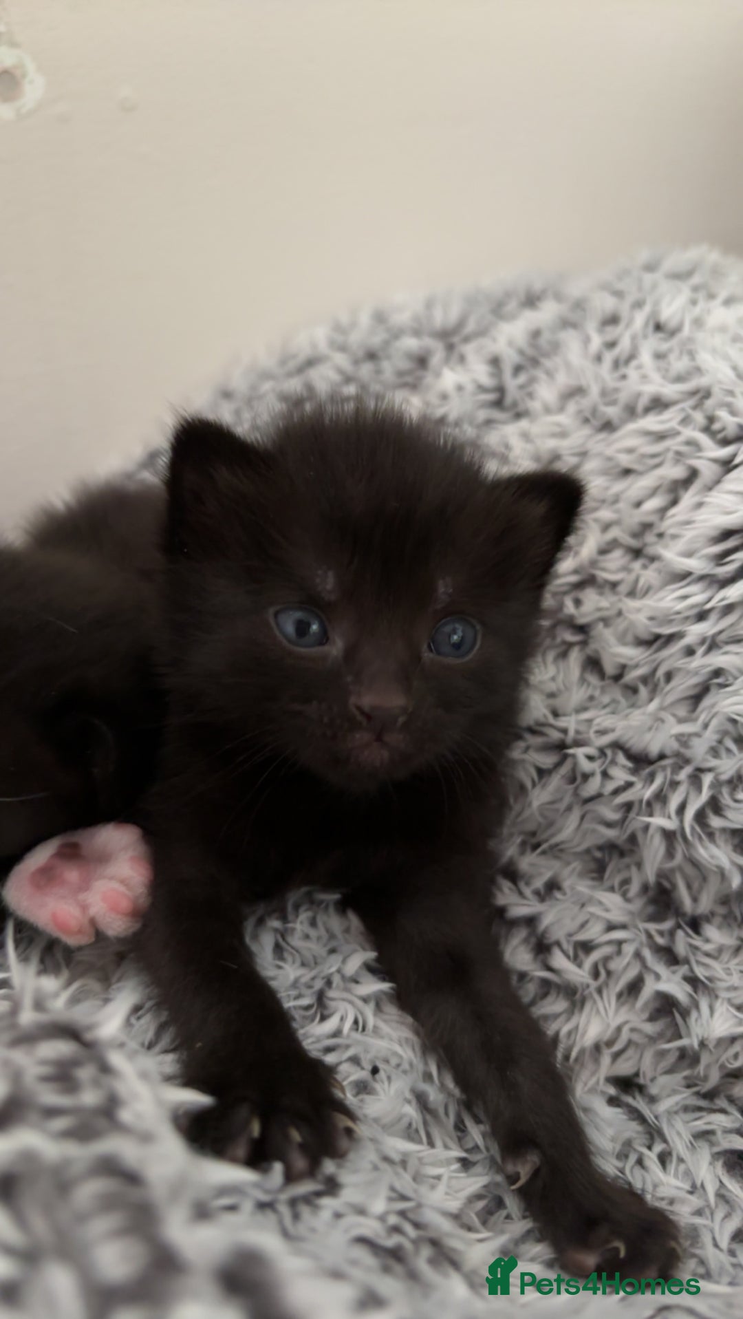 Russian Blue cats for sale: Kittens - Image 1
