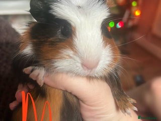 Guinea Pig rodents One male & one female for sale - Advert 1