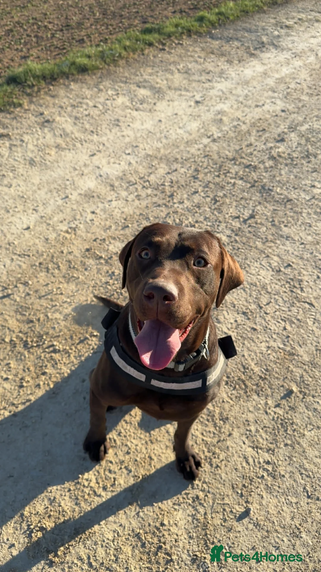 Labrador Retriever dogs for sale: Labrador pups  - Advert 2