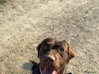 Labrador Retriever dogs Labrador pups 3 left - Advert 9