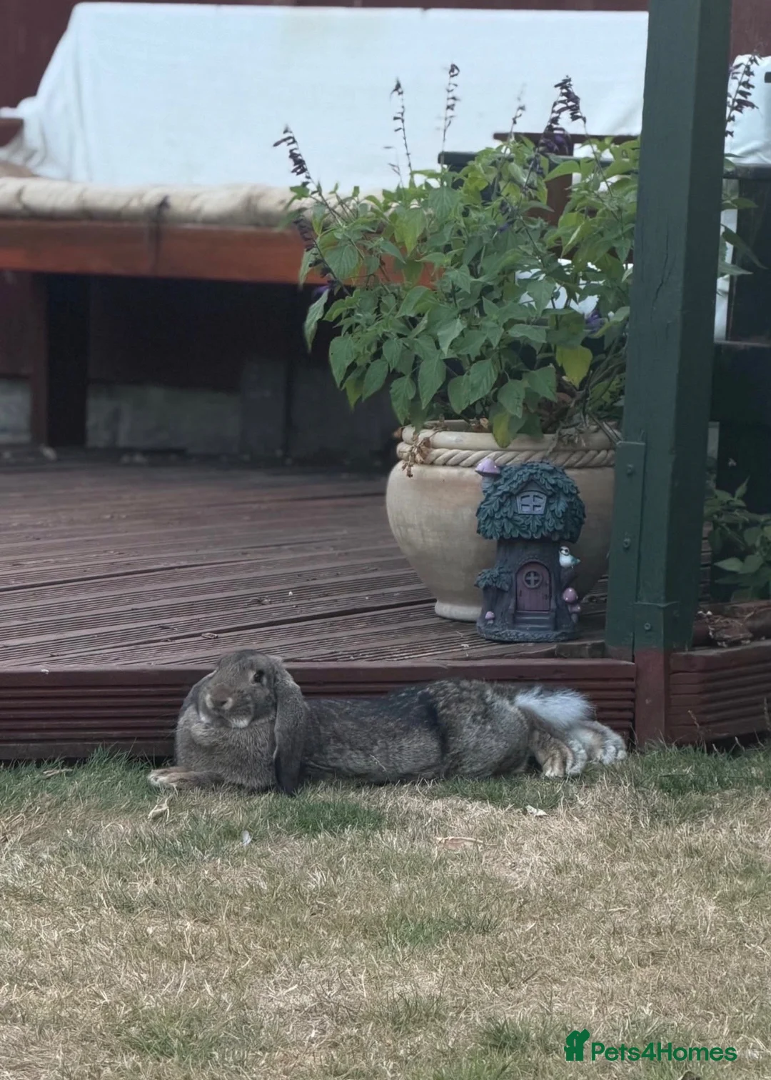 British Giant rabbits for sale: 7 month old female french lop rabbit  in Doncaster - Advert 2