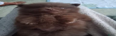 Pomeranian 1