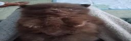 Pomeranian dogs for sale:  Toy-Type Mico Teddy Bear Face Pomeranian Puppy's - Advert 29