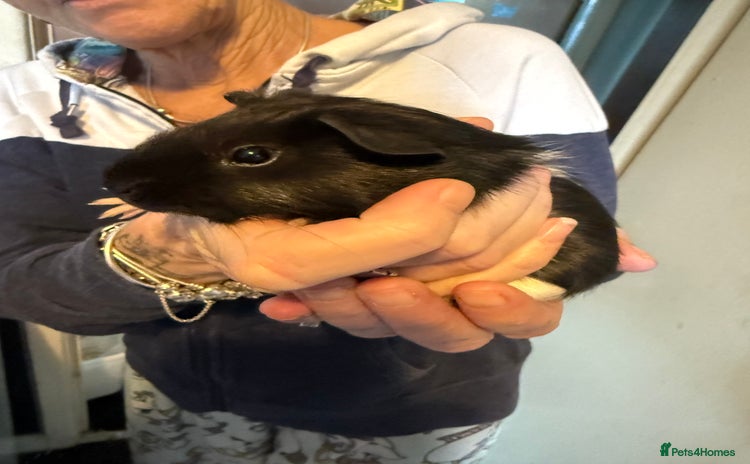 Mixed Breed rodents in Preston - Advert 1