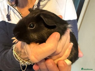 Mixed Breed rodents in Preston - Advert 2