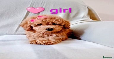 Toy Poodle dogs - Advert 15