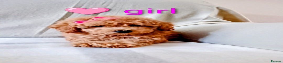 Toy Poodle Puppy 3