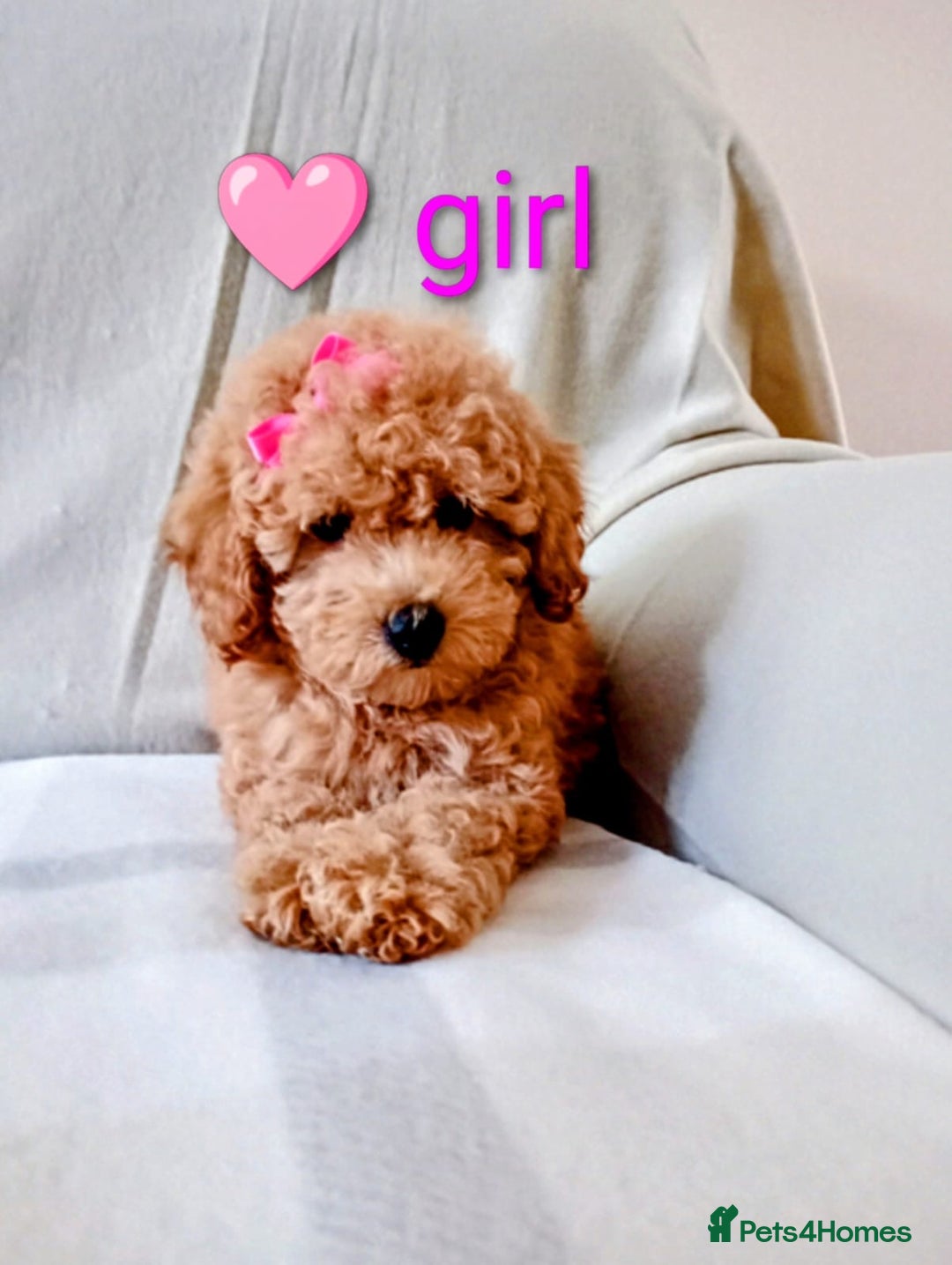 Toy Poodle dogs for sale: Tiny Toy Poodle - Image 3