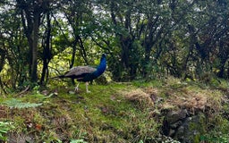 Peafowl poultry for sale: Peacocks male and female  - Image 1