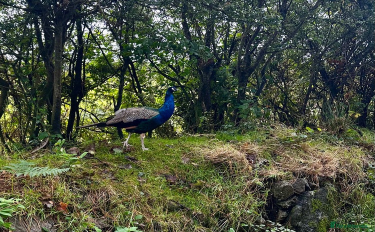 Peafowl poultry - Advert 2