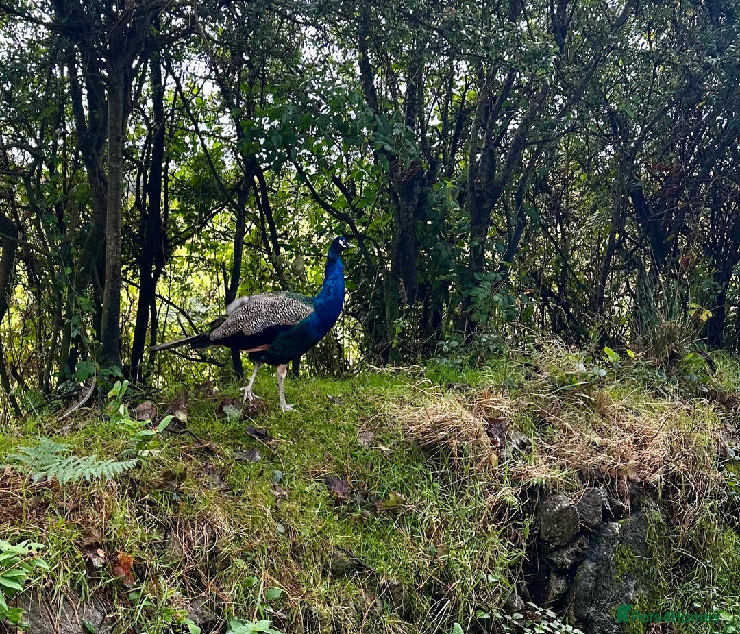 Peafowl poultry for sale: Peacocks male and female  - Image 1