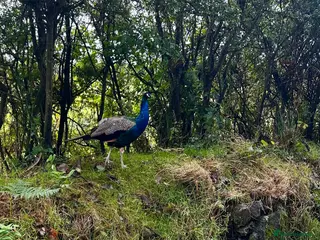 Peafowl poultry Peacocks male and female - Advert 2