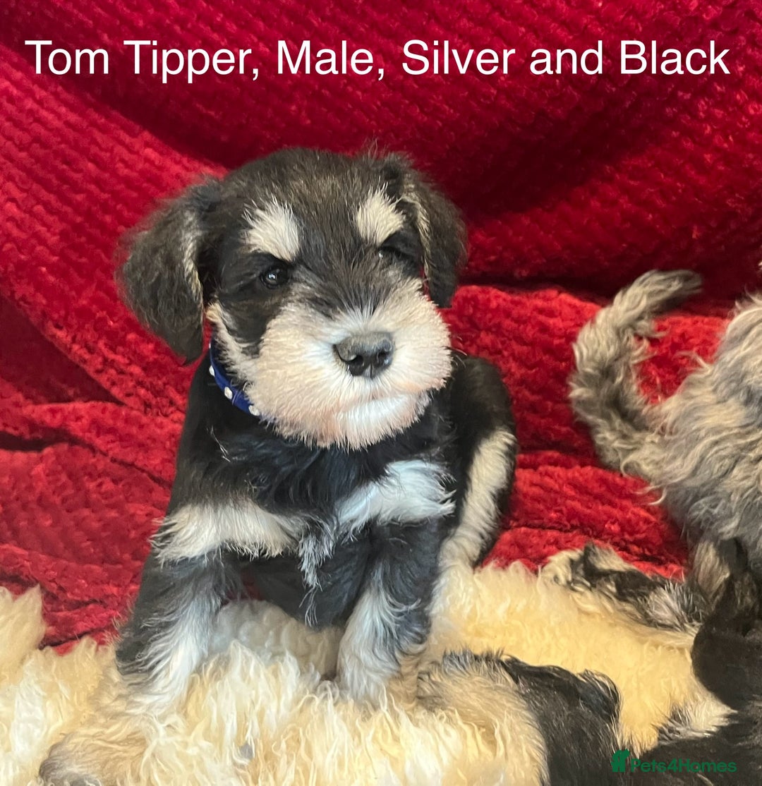 Miniature Schnauzer dogs for sale: Beautiful, KC Registered, health & BVA eye tested. - Advert 13