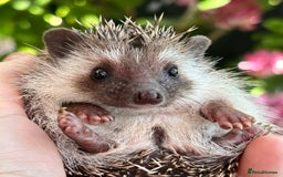 Pygmy Hedgehog rodents for sale: Pedigree African Pygmy Hedgehog 04.05.25 in Eastleigh - Image 9