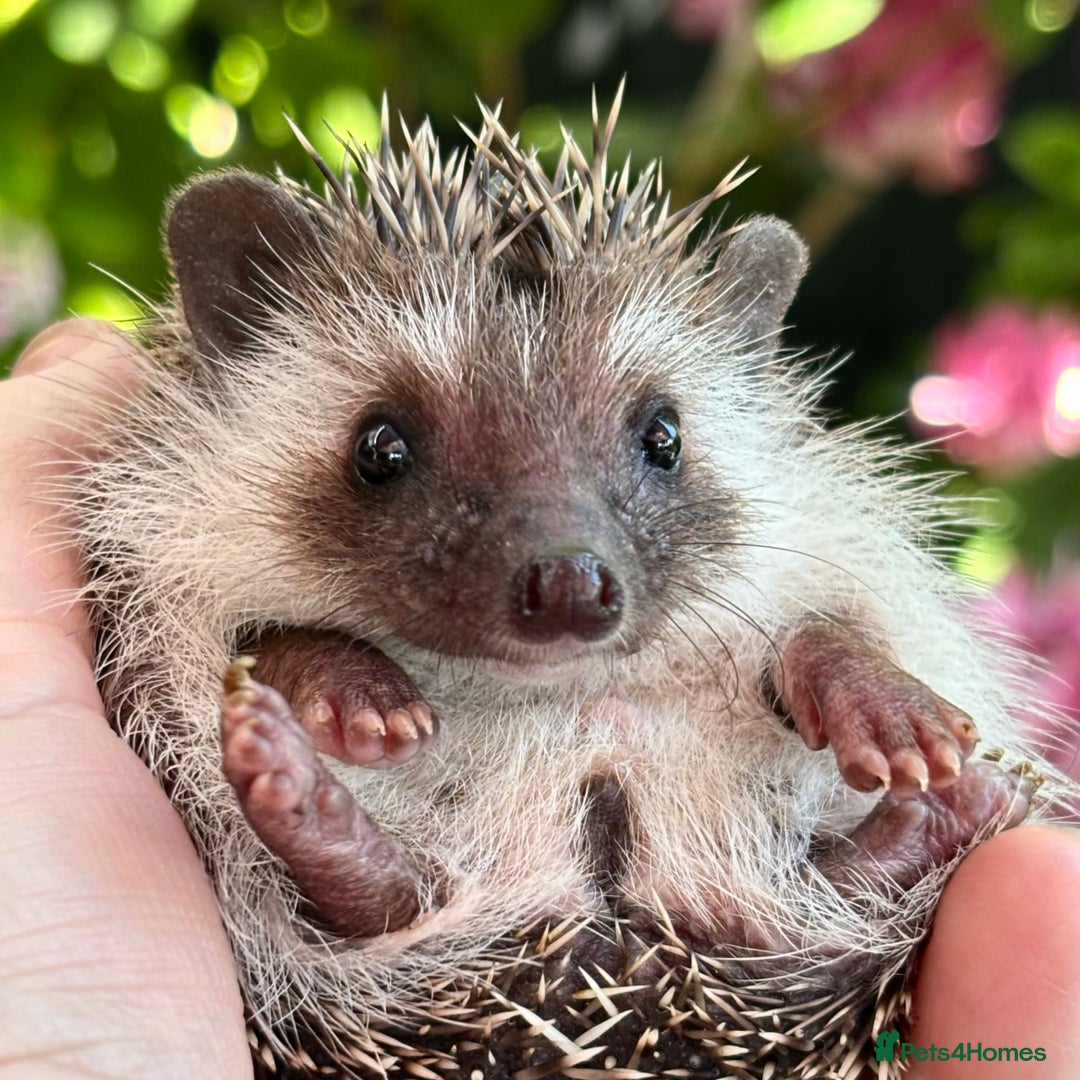 Pygmy Hedgehog rodents for sale: Pedigree African Pygmy Hedgehog 04.05.25 in Eastleigh - Image 9