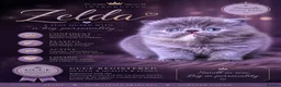 Persian cats for sale: Beautiful GCCF Registered Persian Kittens  - Advert 11